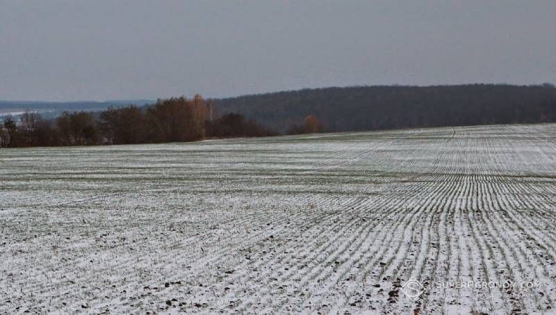 Посіви під снігом Посіви під снігом