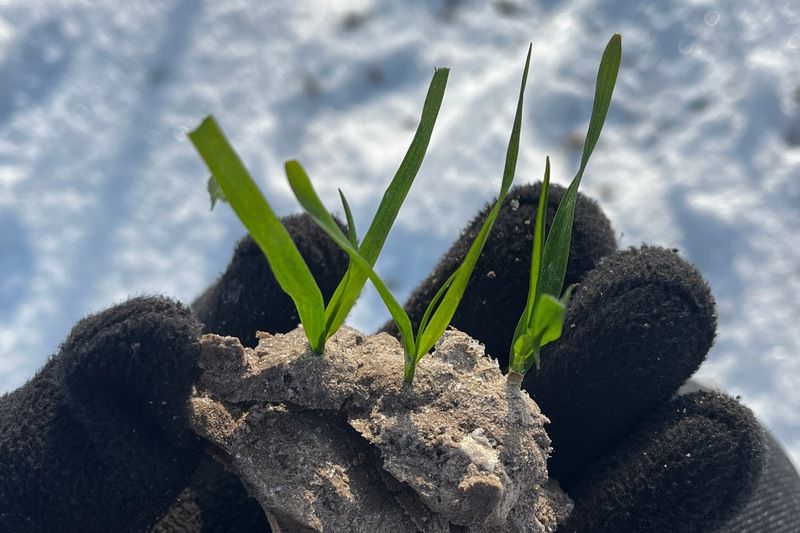 Озима пшениця