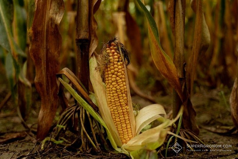 Кукурудза