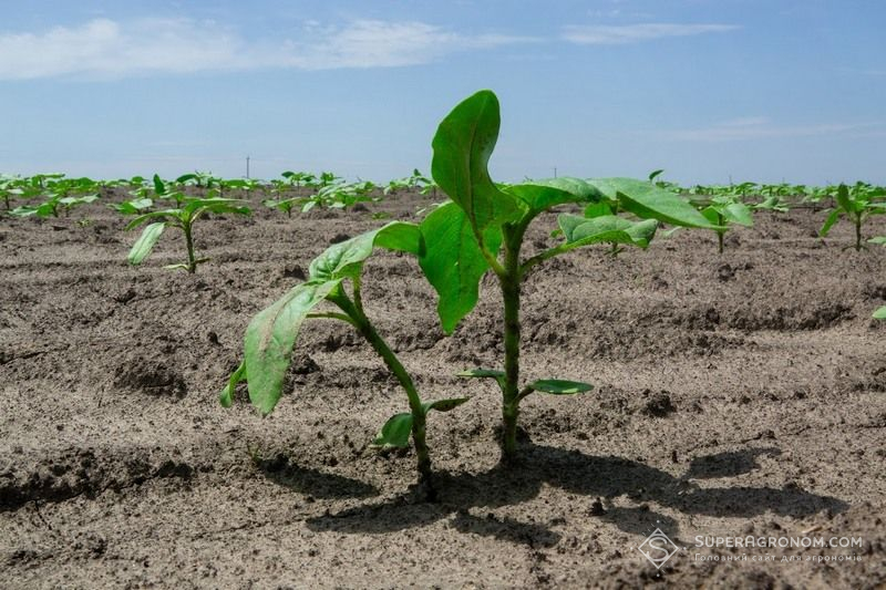 Соняшник Соняшник