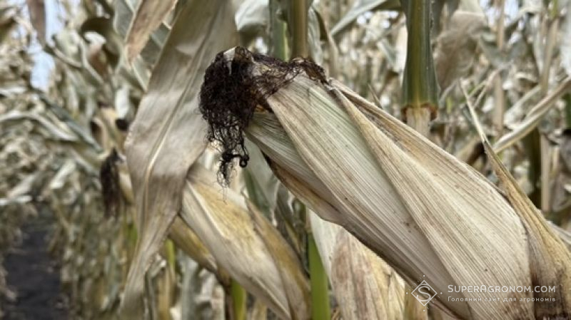 Урожайність кукурудзи перевищує 8,8 т/га в п'яти областях 