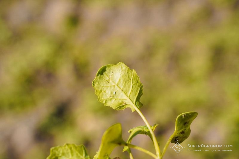 Білокрилка на ріпаку