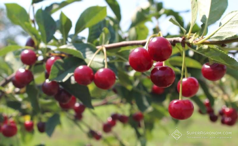 Для промислових садів великий урожай може стати не перевагою, а ризиком Для промислових садів великий урожай може стати не перевагою, а ризиком