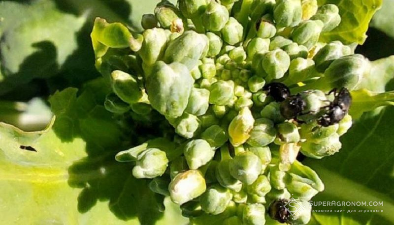 Квіткоїд на ріпаку