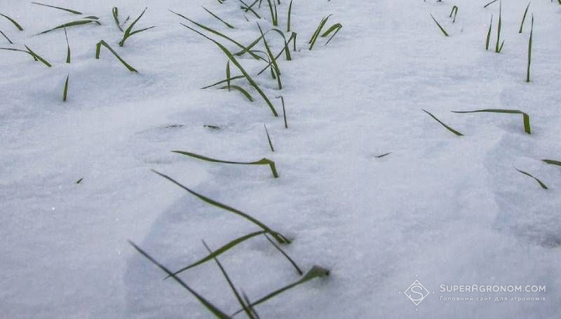 14-сантиметровий сніговий покрив на Буковині сприяє перезимівлі озимих