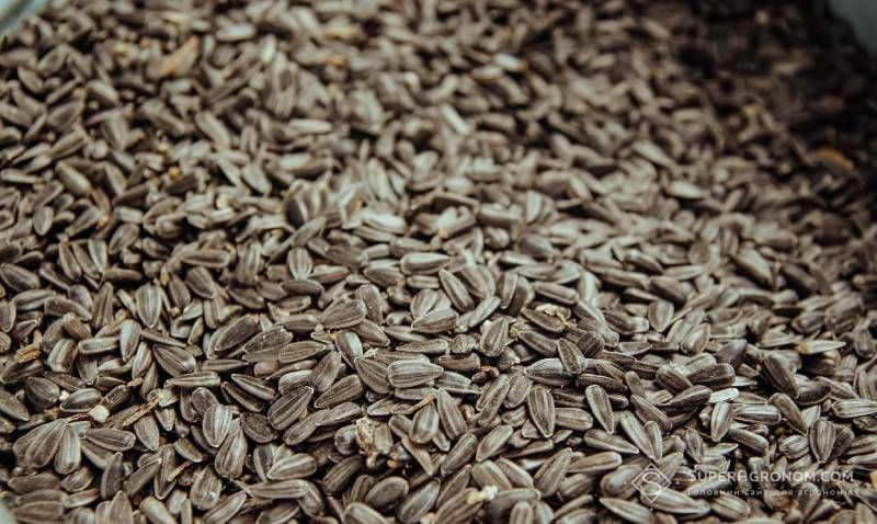 Ціна на соняшник в Україні наразі поступово знижується