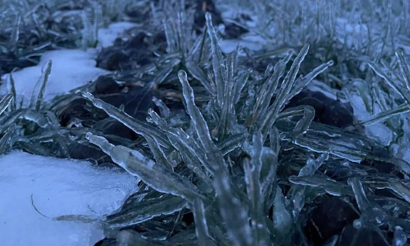 Зимуючому гороху та іншим озимим на Миколаївщині може загрожувати вимерзання 