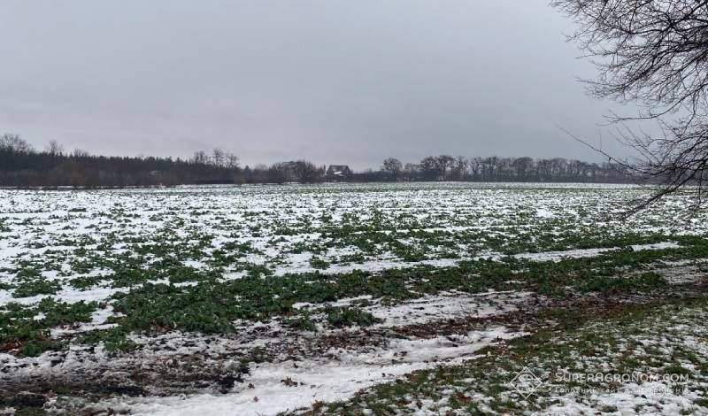 Прийдешні морози можуть серйозно пошкодити посіви озимих в Україні