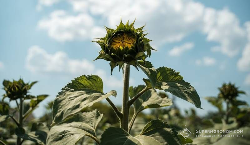 Фосфорне живлення — ключовий елемент у системі удобрення — Господаренко