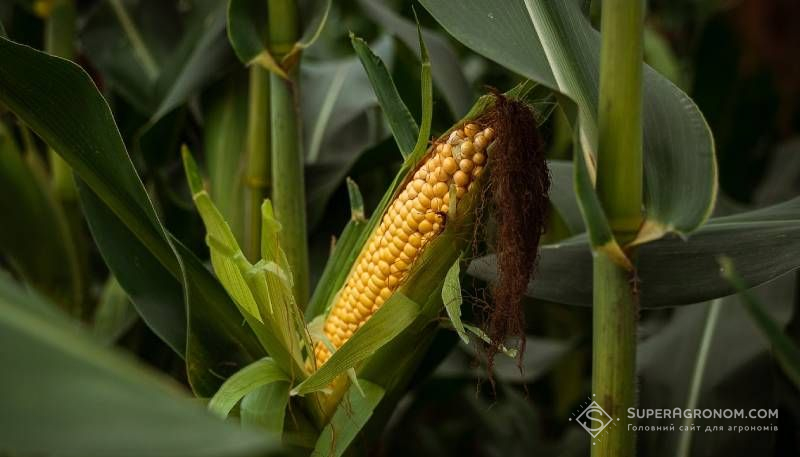 Про принципи та критерії відбору гібридів і сортів для вирощування розповів Дробязко Про принципи та критерії відбору гібридів і сортів для вирощування розповів Дробязко