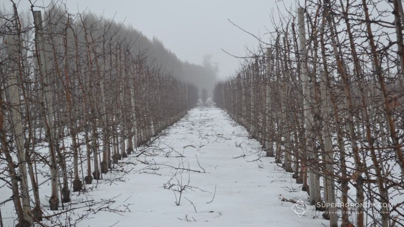 Чи загрожують морози та обледеніння гілок садовим культурам, розповів Сергій Авраменко