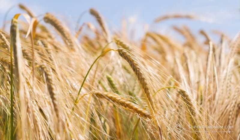 В Україні найбільше ячменю в 2025 році зібрали на Одещині, а лідер з урожайності — Хмельниччина