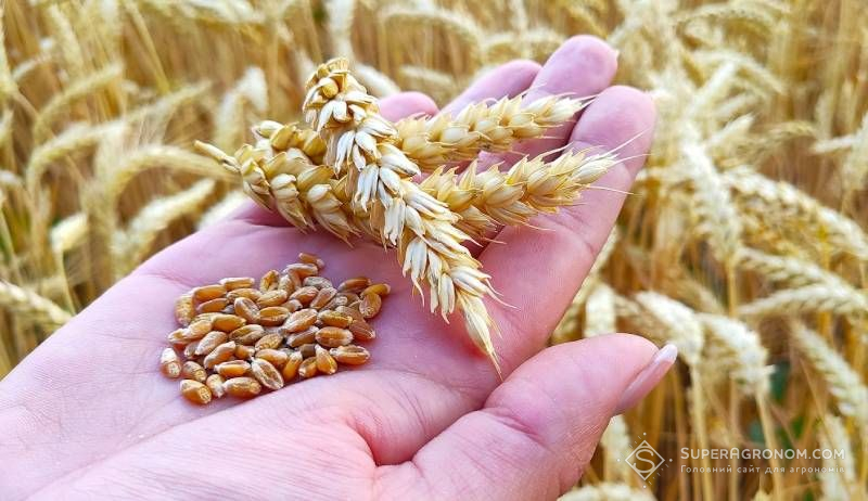 Під виробництво насіння озимих врожаю-2026 господарства Хмельниччини відвели 1,8 тис. га