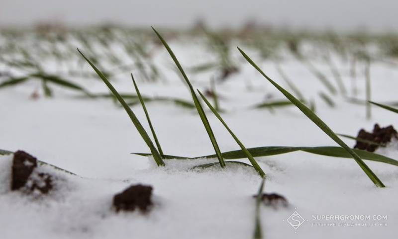 Науковці нагадали алгоритм відбору монолітів та планування азотних підживлень озимих на основі його результатів