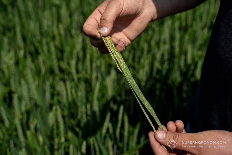 Септоріоз пшениці