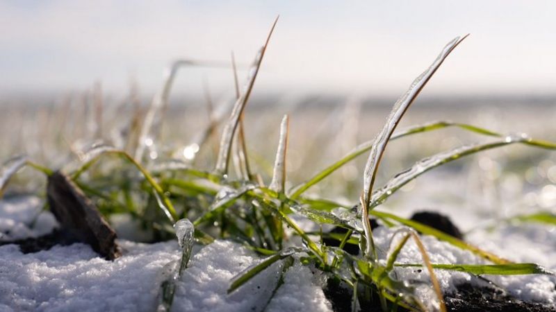 Посіви озимої пшениці під снігом і льодом у Бобринецькій громаді Посіви озимої пшениці під снігом і льодом у Бобринецькій громаді