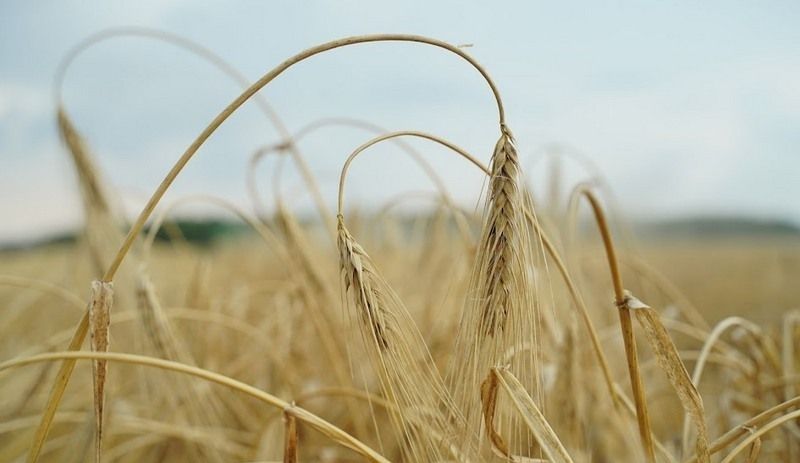 Ціни на ячмінь в Україні та світі залишаться на високому рівні