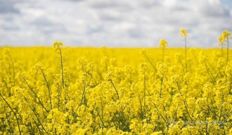 Поле озимого ріпаку квітне