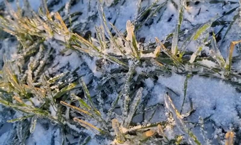 Обледеніння листків за відсутності снігового покриву оберігає озиму пшеницю від вимерзання