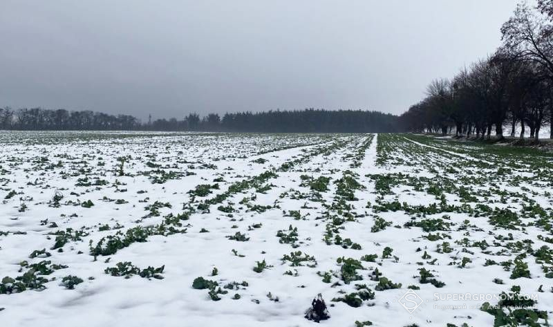 Посіви озимого ріпаку під снігом