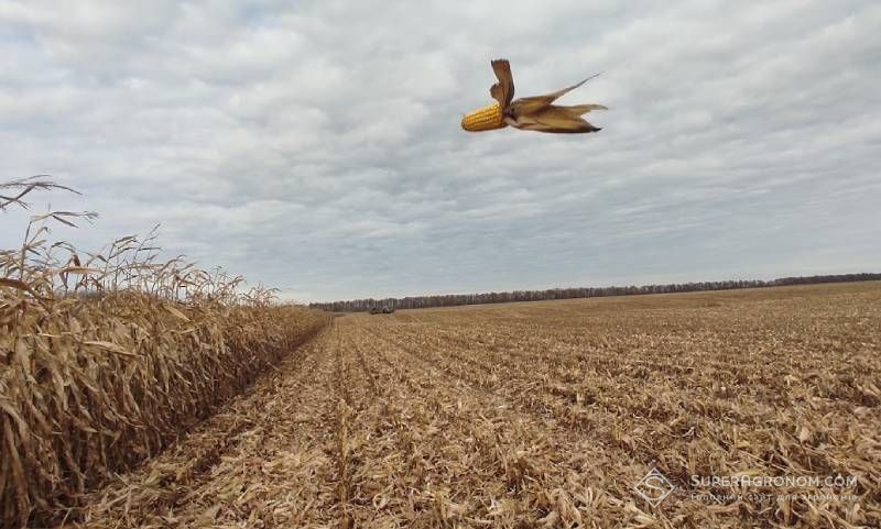 В МХП-Урожайна країна визначили структуру посівів основних культур на сезон 2026