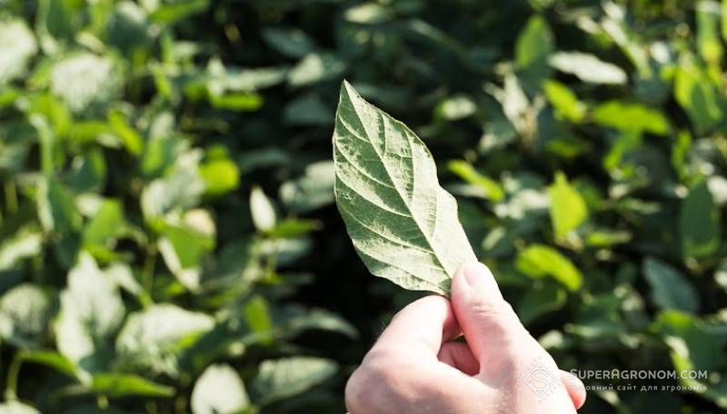 Захист сої в сезоні 2026 — поради експерта з досвіду минулого року