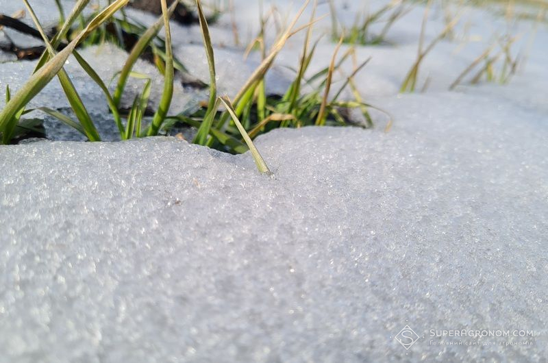 Озима пшениця