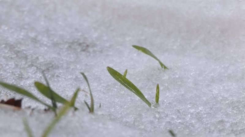 Озимина на полях Волинської сільськогосподарської дослідної станції