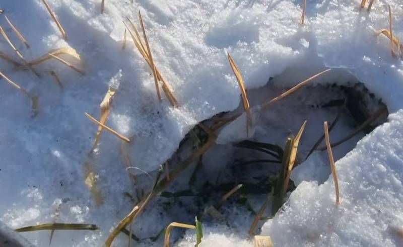 Підвішена крижана кірка на озимій пшениці Підвішена крижана кірка на озимій пшениці