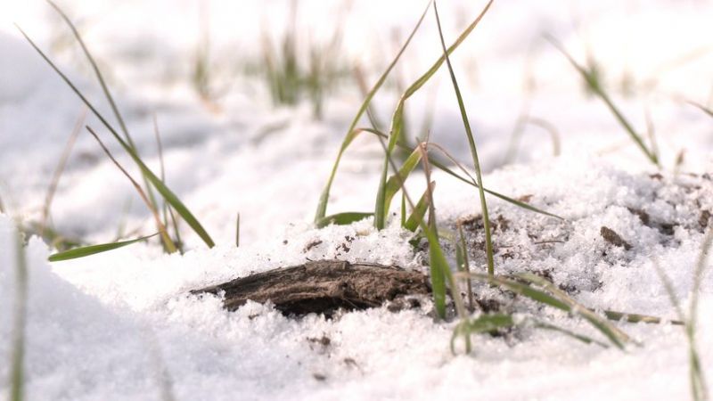 Через морози та крижані дощі на Харківщині великого врожаю озимих не чекають