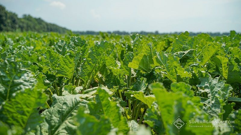Посіви цукрових буряків