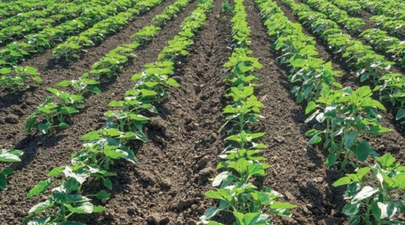 Для соняшника та зернобобових вкрай важливе забезпечення дієвого ґрунтового захисту Для соняшника та зернобобових вкрай важливе забезпечення дієвого ґрунтового захисту