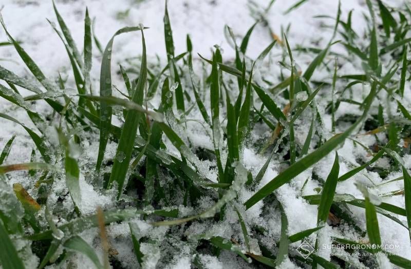 В A.G.R. Group розповіли про стан озимих на Полтавщині після погодних коливань