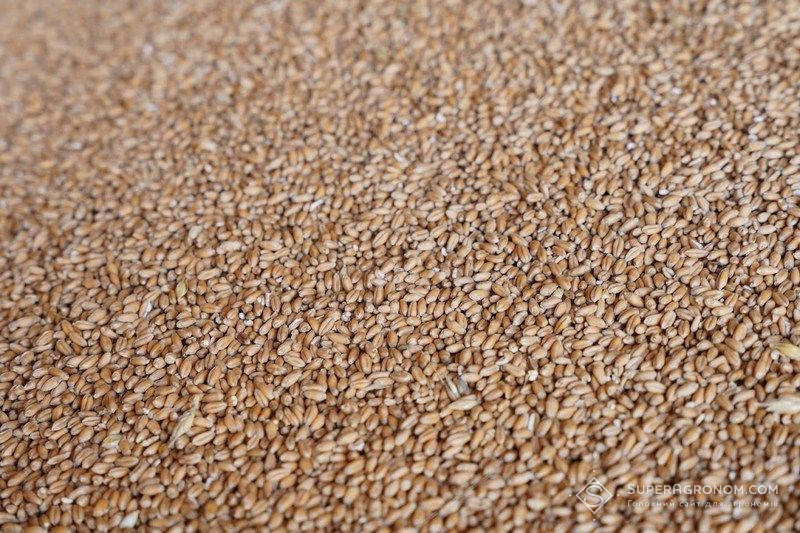 Пшениця Пшениця