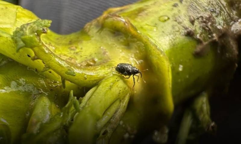 Як захистити ріпак від прихованохоботників в умовах обмеженого вибору діючих речовин інсектицидів Як захистити ріпак від прихованохоботників в умовах обмеженого вибору діючих речовин інсектицидів