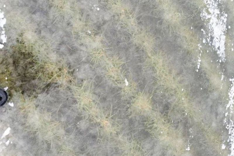 Посіви озимої пшениці під кригою Посіви озимої пшениці під кригою