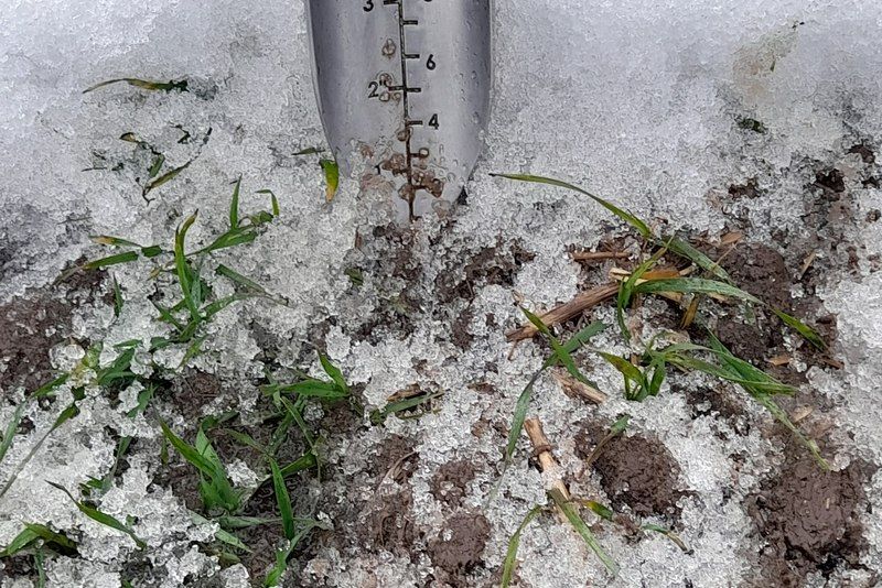 Озима пшениця Озима пшениця