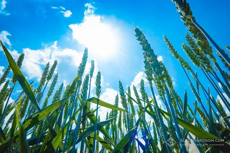 Озима пшениця