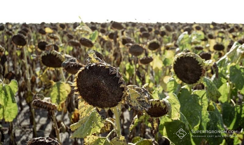 У Dnipro Agro Group отримали урожайність соняшнику в Дніпропетровському кластері вищу середньої по регіону — 1,15 т/га