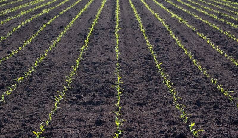 Базовий ґрунтовий гербіцид для захисту кукурудзи порекомендував експерт