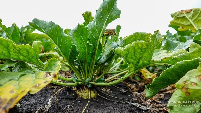 Вже в цьому році варто закладити ділянки, де будуть проводитись досліди щодо захисту цукрових буряків — думка Вже в цьому році варто закладити ділянки, де будуть проводитись досліди щодо захисту цукрових буряків — думка