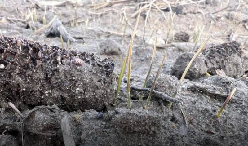 Ослаблені посіви озимої пшениці після попередника кукурудзи варто якомога раніше підживити — польська експертка Ослаблені посіви озимої пшениці після попередника кукурудзи варто якомога раніше підживити — польська експертка