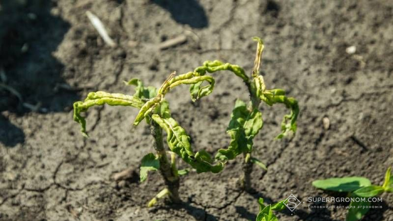Точне внесення гербіцидів за допомогою штучного інтелекту підвищує врожайність та зменшує витрати — дослідження Точне внесення гербіцидів за допомогою штучного інтелекту підвищує врожайність та зменшує витрати — дослідження