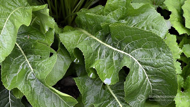 Листя хрону