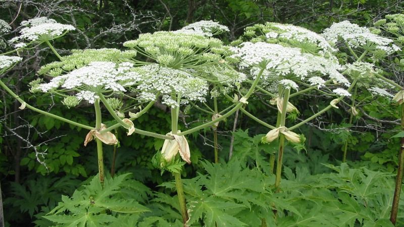 Борщівник Сосновського Борщівник Сосновського