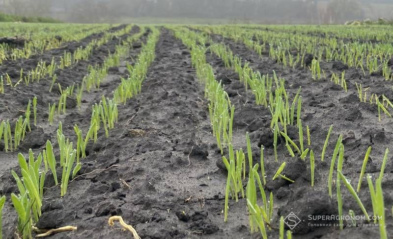 Підживлення посівів озимих на Вінниччині вже на старті Підживлення посівів озимих на Вінниччині вже на старті