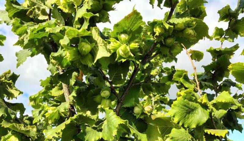 4 т/га фундука можна отримати на 8-й рік вирощування — аграрій з Дніпропетровщини 4 т/га фундука можна отримати на 8-й рік вирощування — аграрій з Дніпропетровщини