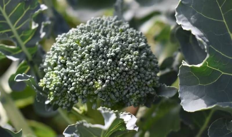 Броколі культура трудомістка і потребує знань щодо правильного живлення — польський фермер