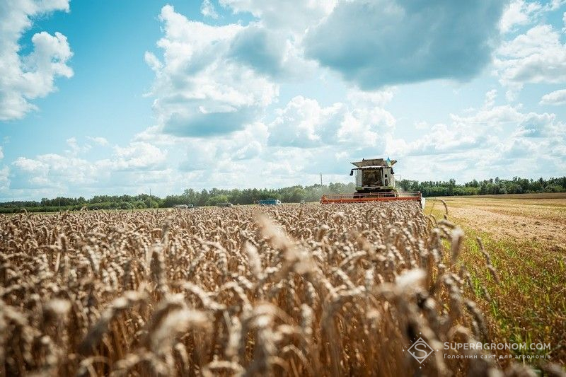 Озима пшениця