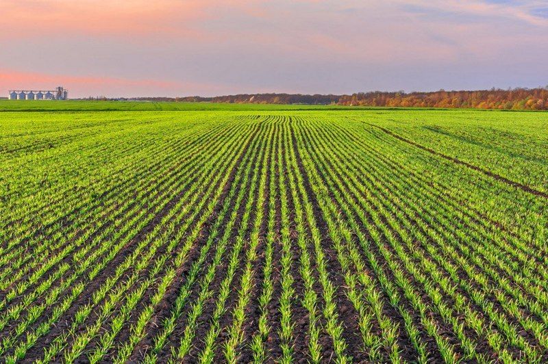 Озима пшениця